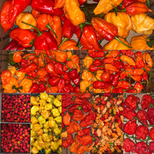 Load image into Gallery viewer, Subscription Boxes - Assorted Hot to Super Hot Peppers - Not Labeled