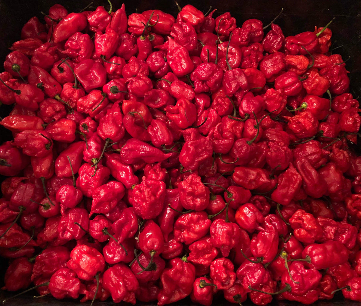 Carolina Reaper - Super Hot Peppers - Fresh Hottest Pepper